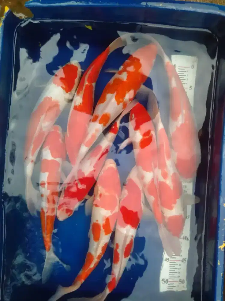 SEDIA PAKETAN KOI CANTIK SIZE 35CM ISI 10EKOR
