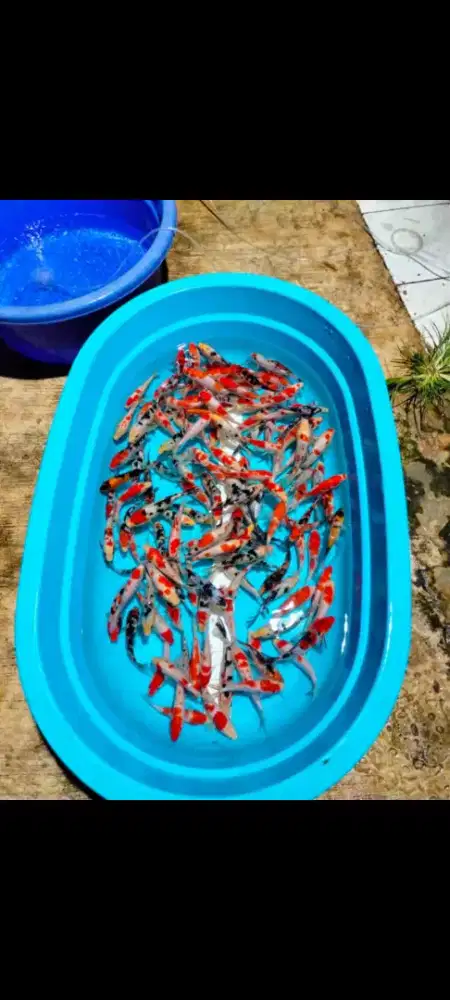 SEDIA PAKET IKAN KOI CANTIK SIZE 12CM ISI 30EKOR