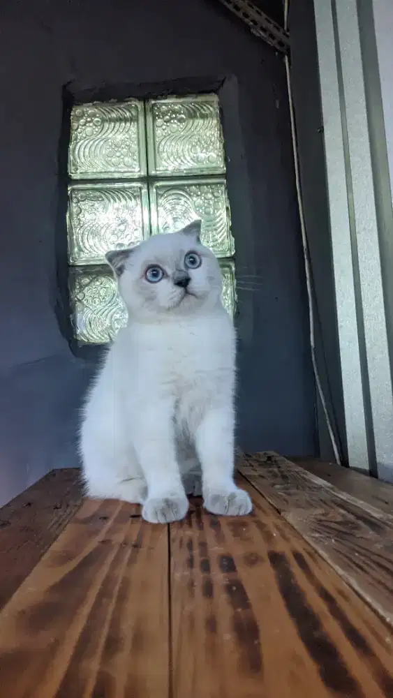 KITTEN BSH SCOTTISH JANTAN