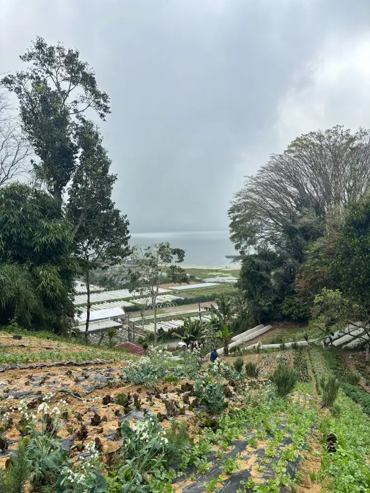 Tanah View 180° Danau Beratan Bedugul 2.150 m² – Rp 3,5jt/m² Nego