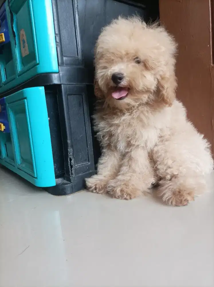 Toy Poodel poodle