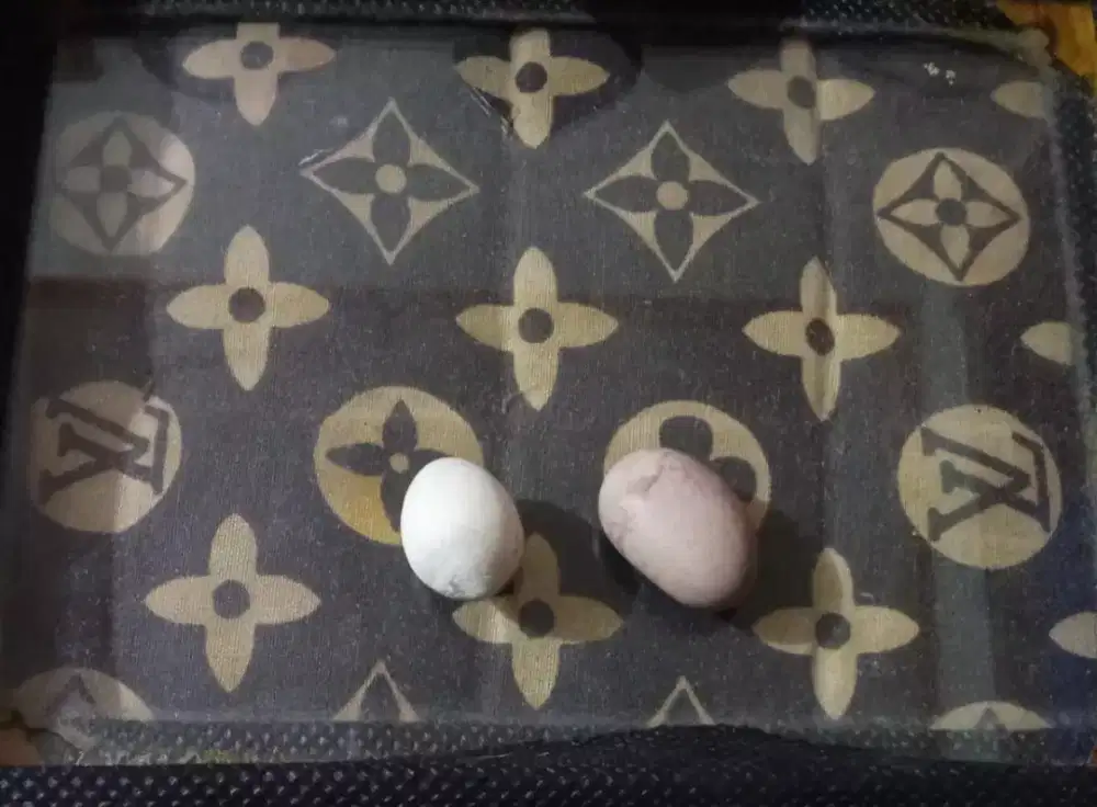 Batu mustika pusaka kelapa spesial asli ajaib ( Batu saja)