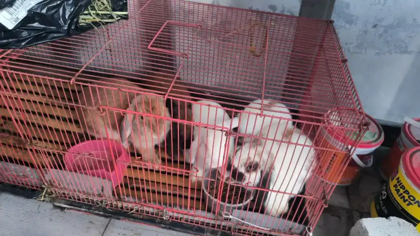 Jual Kelinci holland loop dan netherland