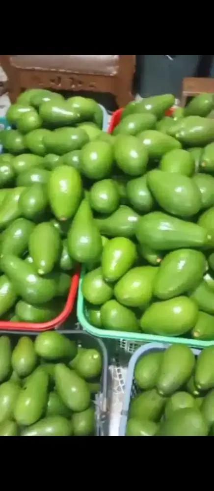 Buah alpukat mentega