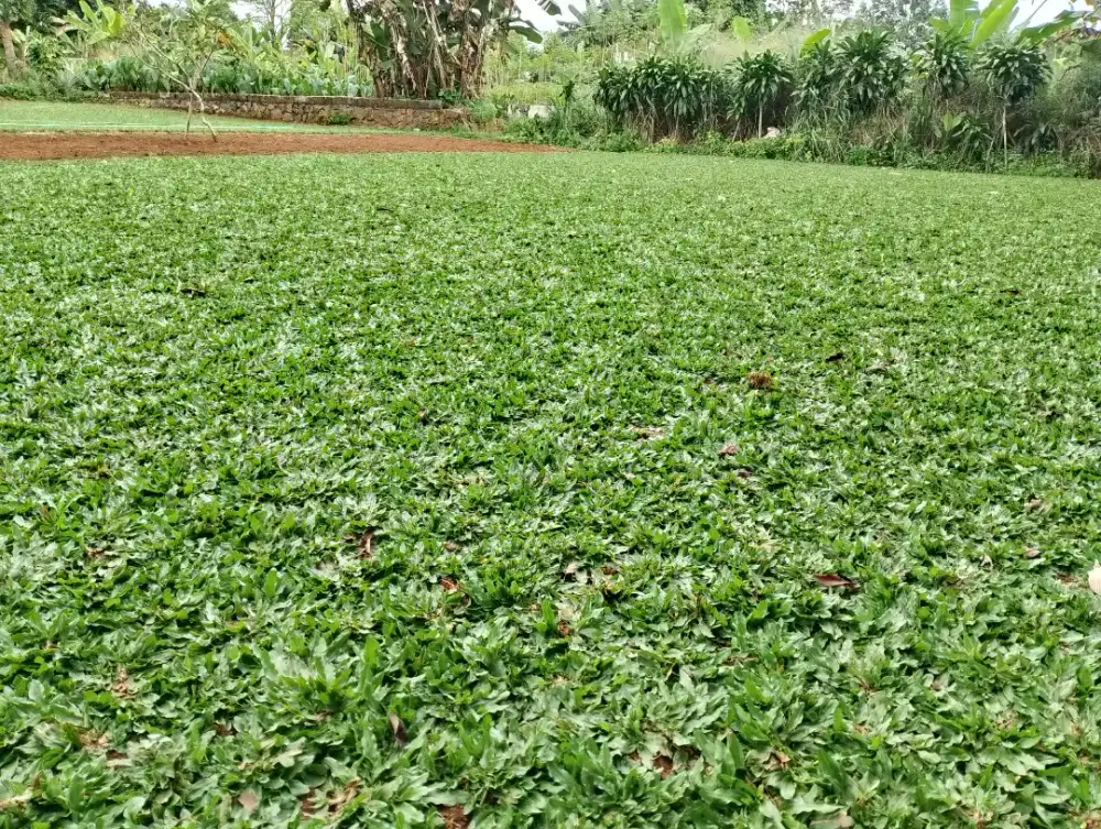 Bibit rumput taman di gading Serpong dan jasa pembuatan taman