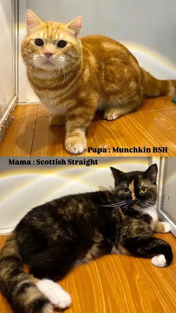 BRITISH SHORTHAIR MUNCHKIN NON STANDAR JANTAN