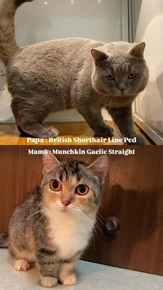 BRITISH SHORTHAIR MUNCHKIN NON STANDAR BETINA