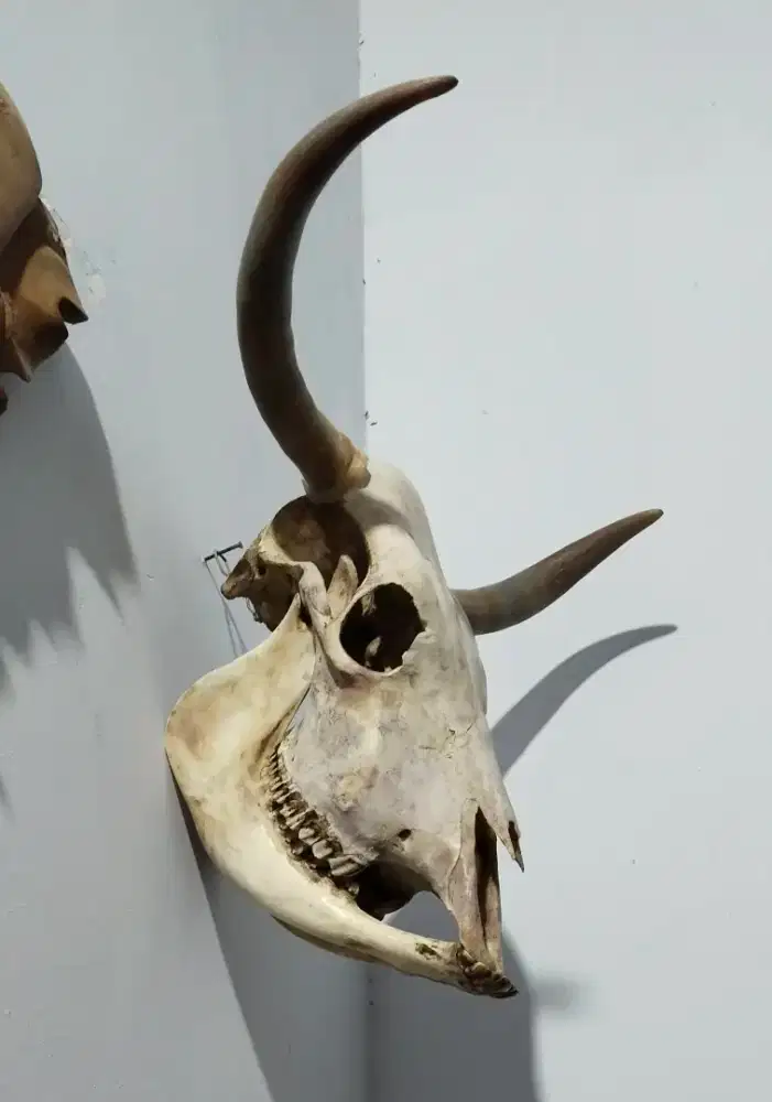 Pajangan kepala sapi asli