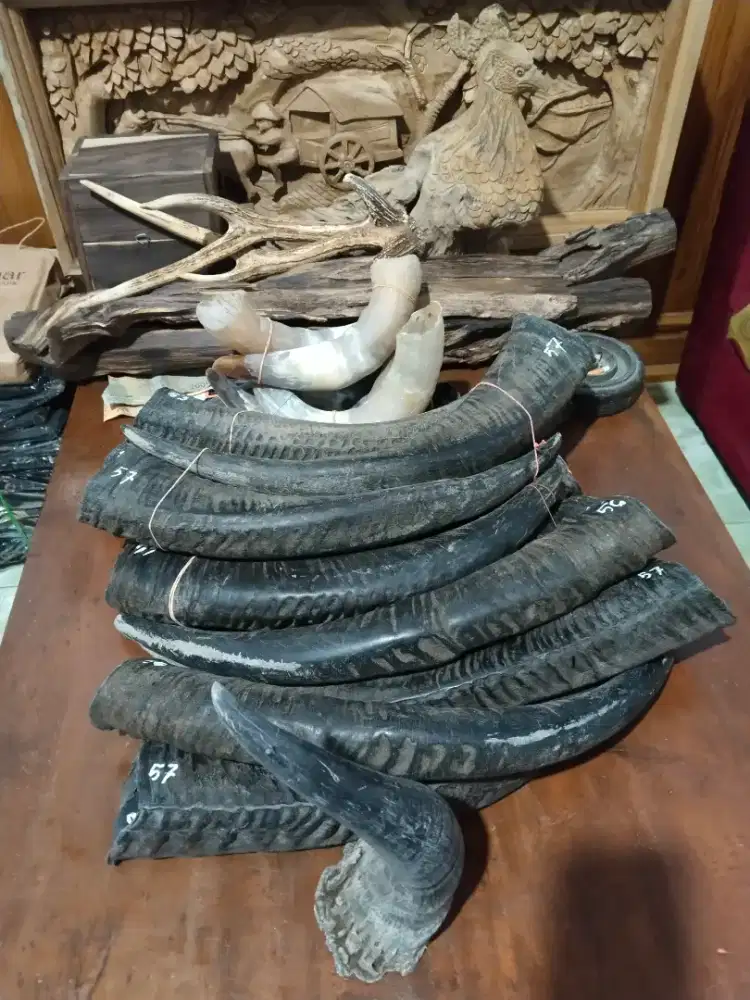 Tanduk asli pajangan dan lainnya