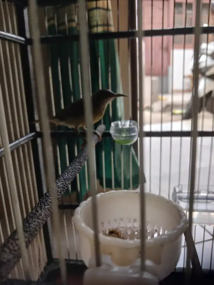 Burung korlap 100% jantan + kandang