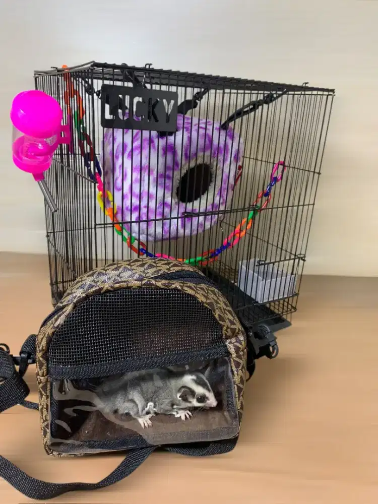 (Paket Lengkap 1) Sugar Glider