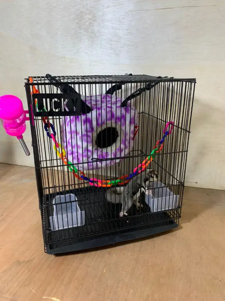 (Paket Lengkap 2) Sugar Glider