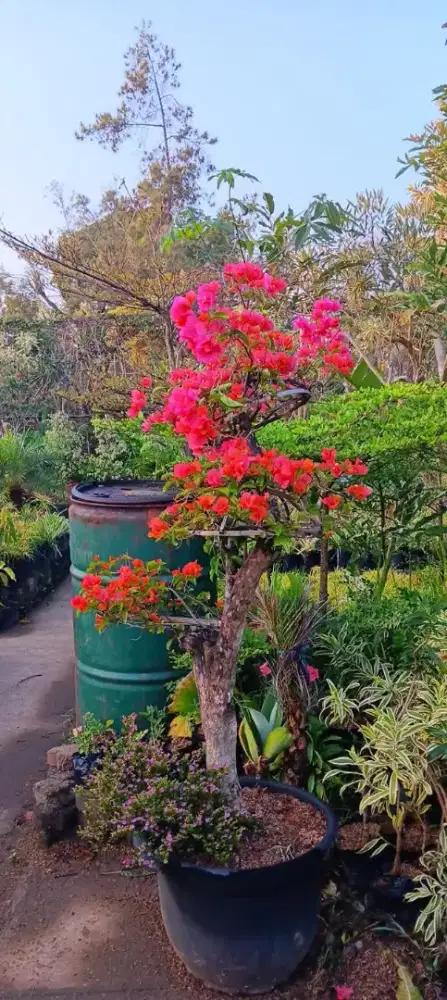 HARGA grosir - TANAMAN untuk PROYEK