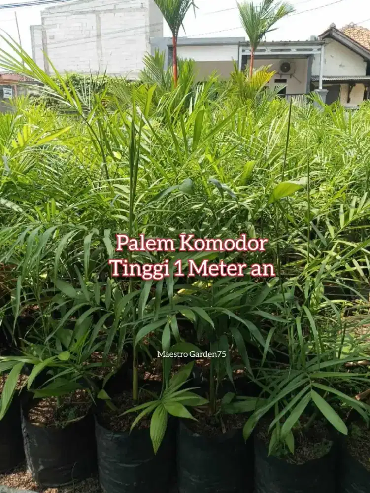 Palem Komodor Tinggi 1 Meter an