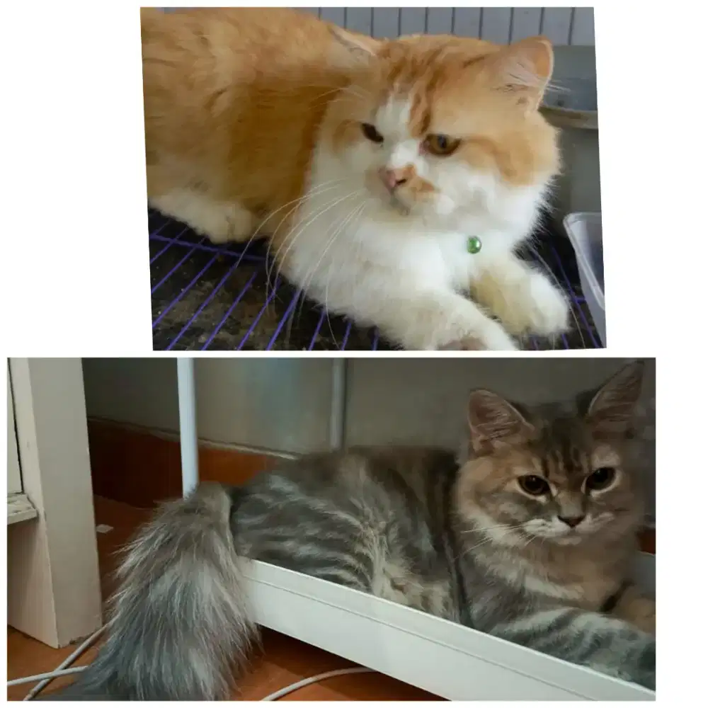 lepas adopt kucing persia