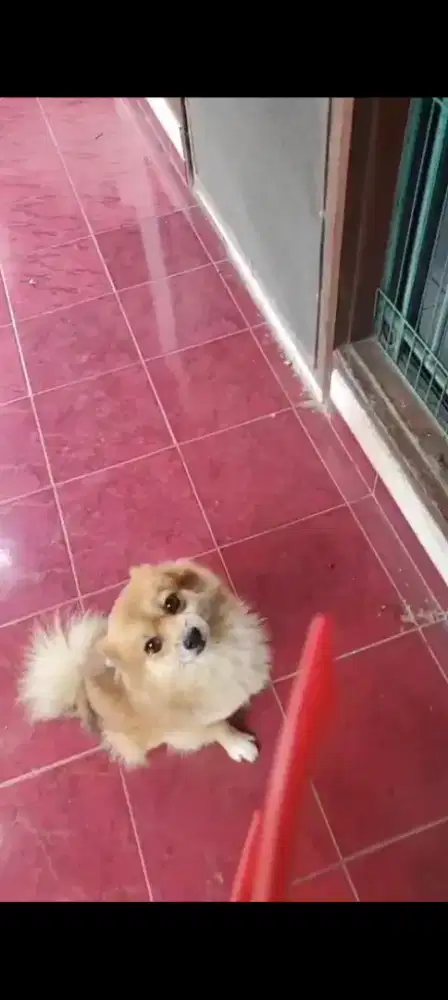 Anjing minipom mini pom jantan lincah