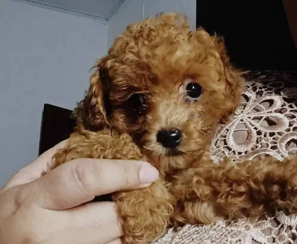Poodle Puppies Anakkan Dijual Jakarta