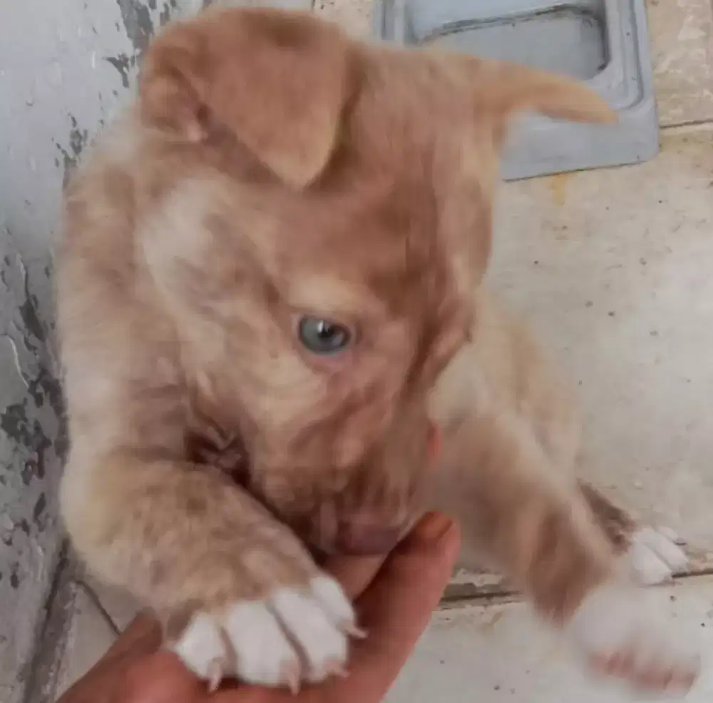 Jual anjing ras campuran betina