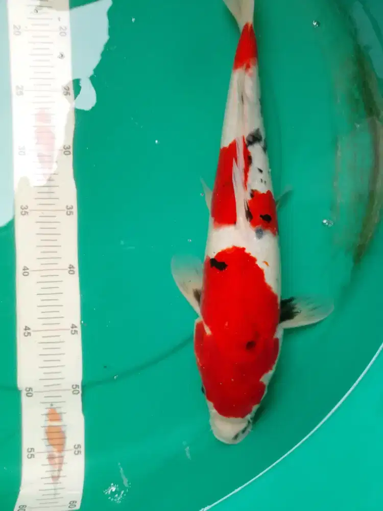 Ikan koi jenis Showa 44cm pola masih tategoi