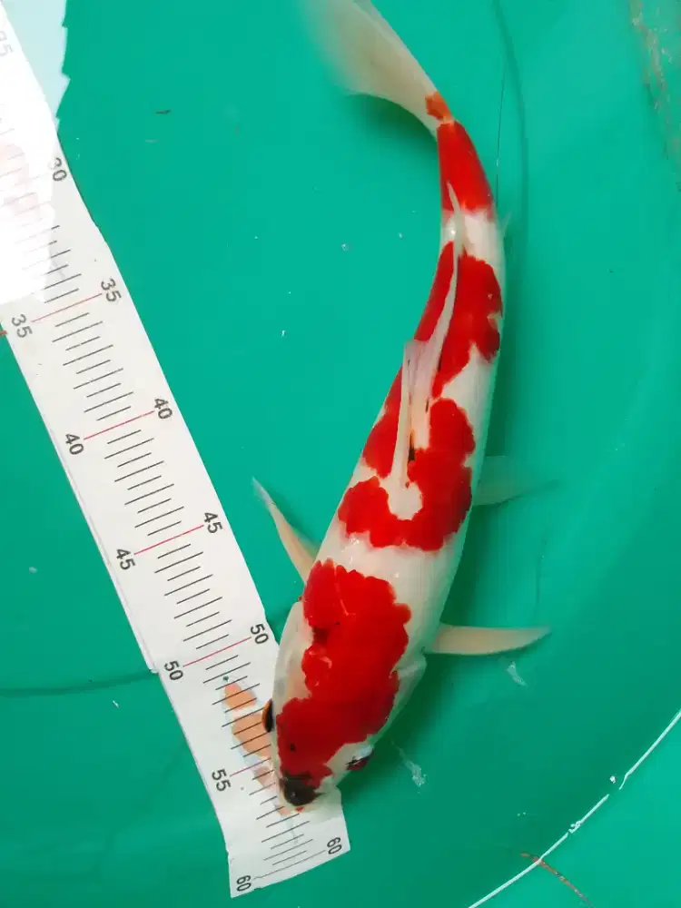 Ikan koi jenis Showa pola kucibeni 32cm