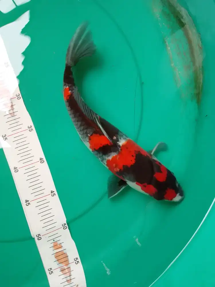 Ikan koi jenis Showa 32cm pola original