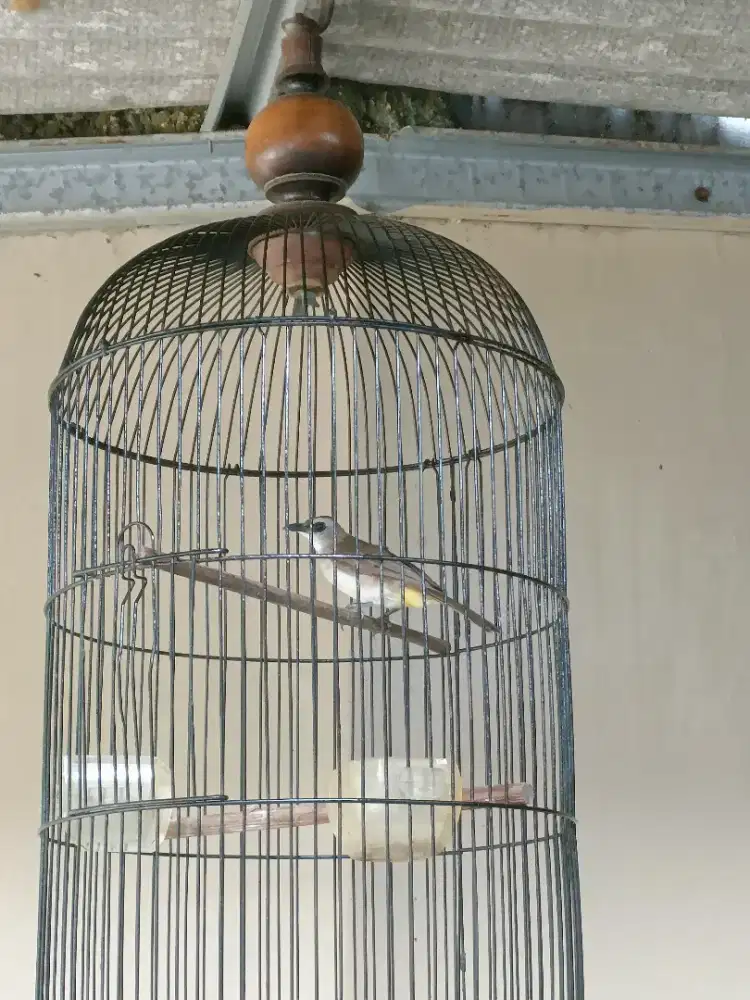 Burung trucuk jantan