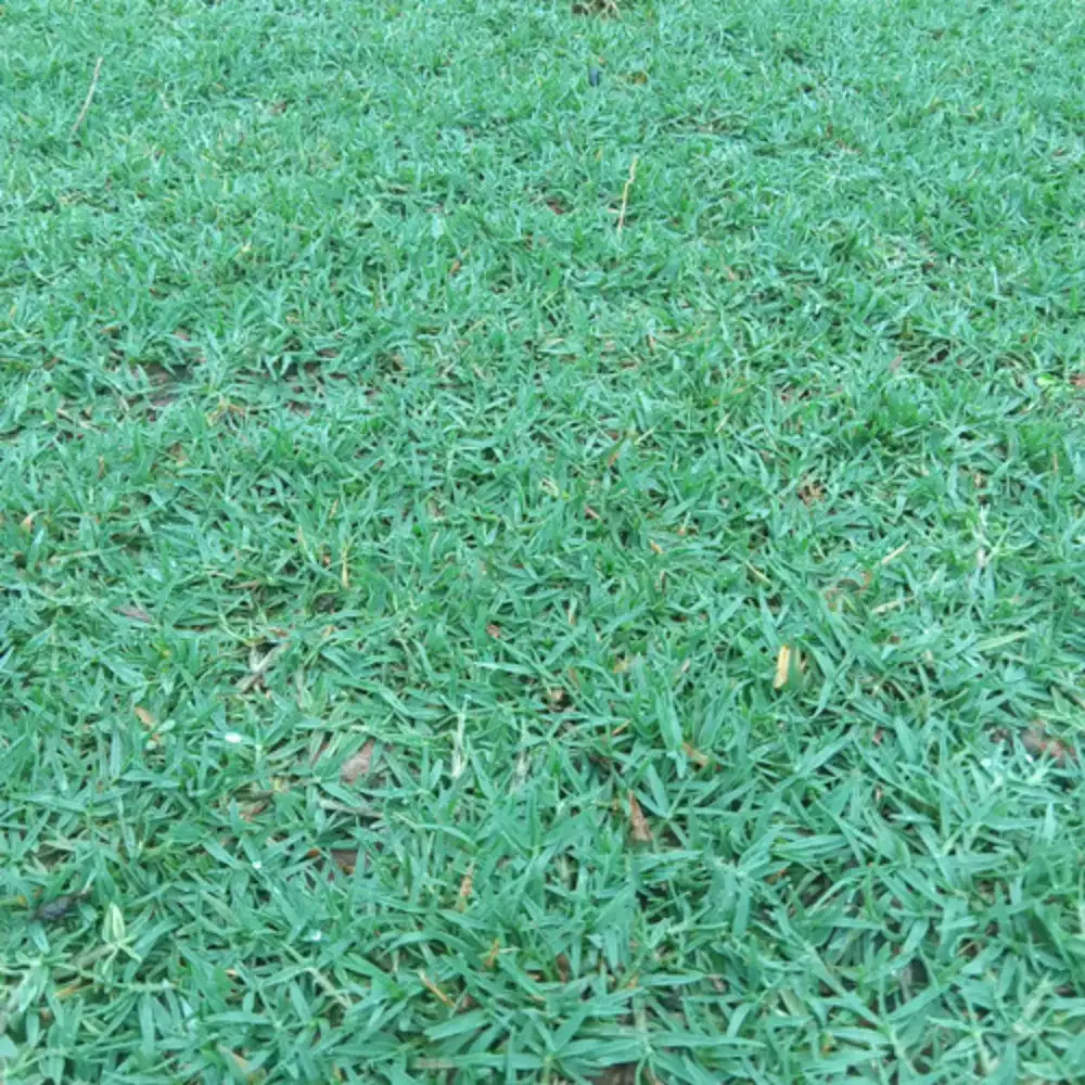 Tukang rumput taman,gajah mini,jepang golf DLL