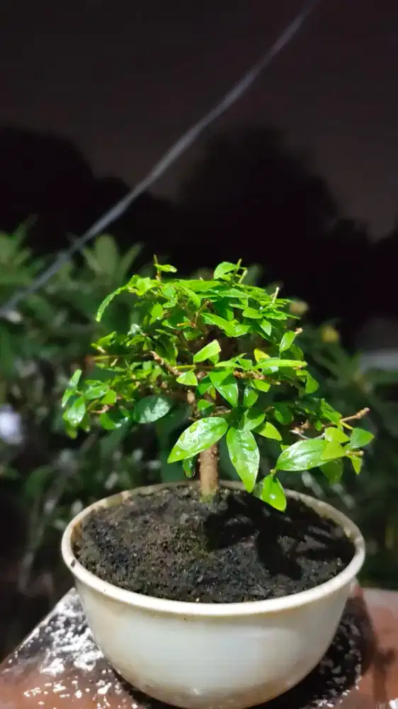 Bonsai anting putri
