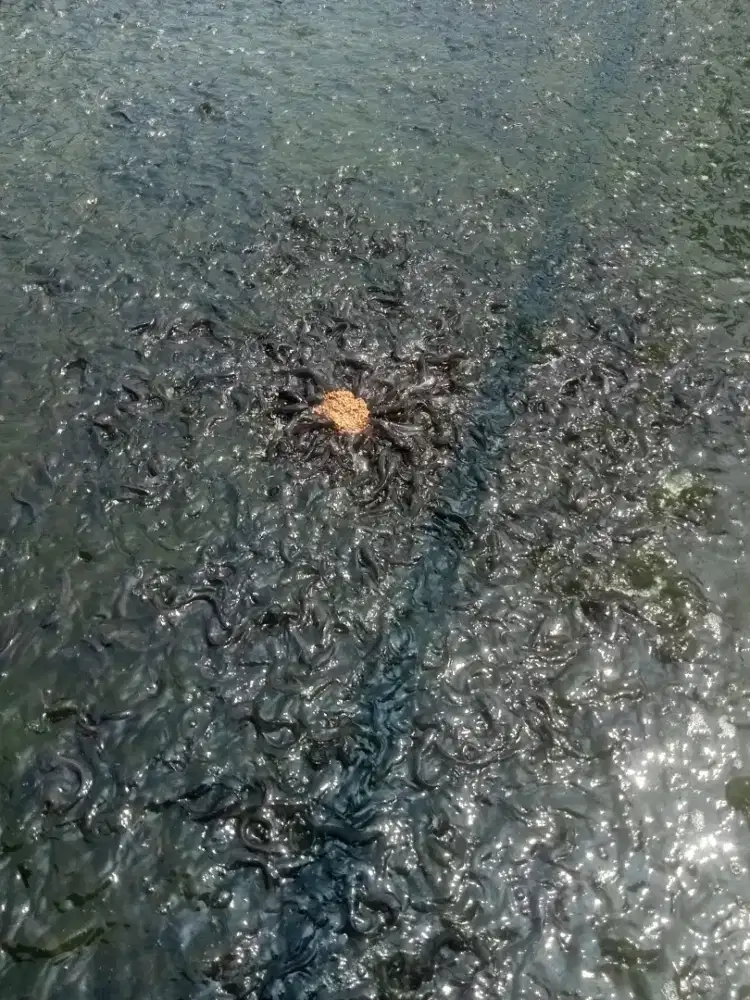 Jual bibit ikan lele ukuran 6/7