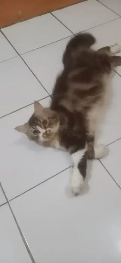 Jual kucing Persia medium dan Persia medium peksnose