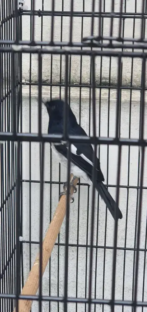 Dijual kacer / barter mozambik jantan