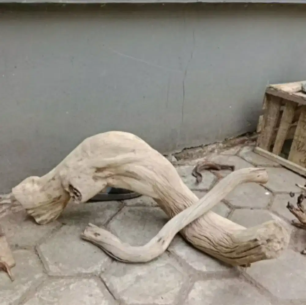 Kayu Santigi Cakep Besar