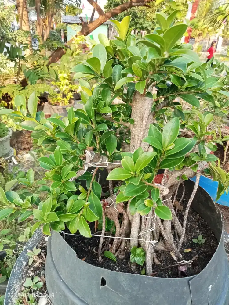 Bonsai Beringin Elegan