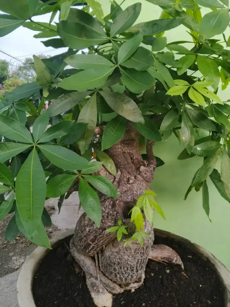 Pachira Money Tree / Pohon Uang