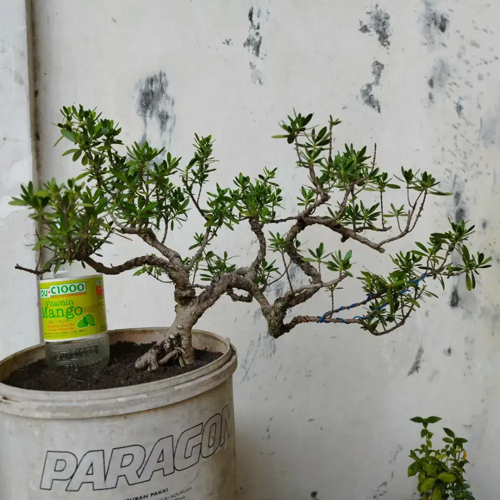 Bonsai Santigi Mame