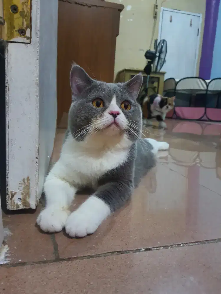 BRITISH SHORTHAIR BICOLOR BLUE