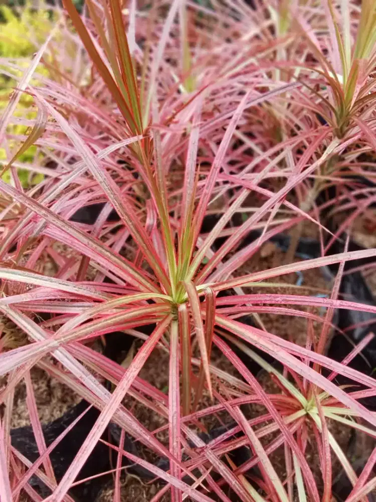 Tanaman three colour