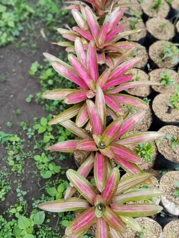 Bromelia tricolor
