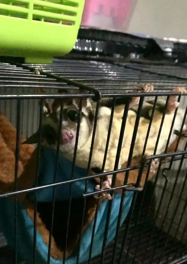 Sugar glider borongan murah