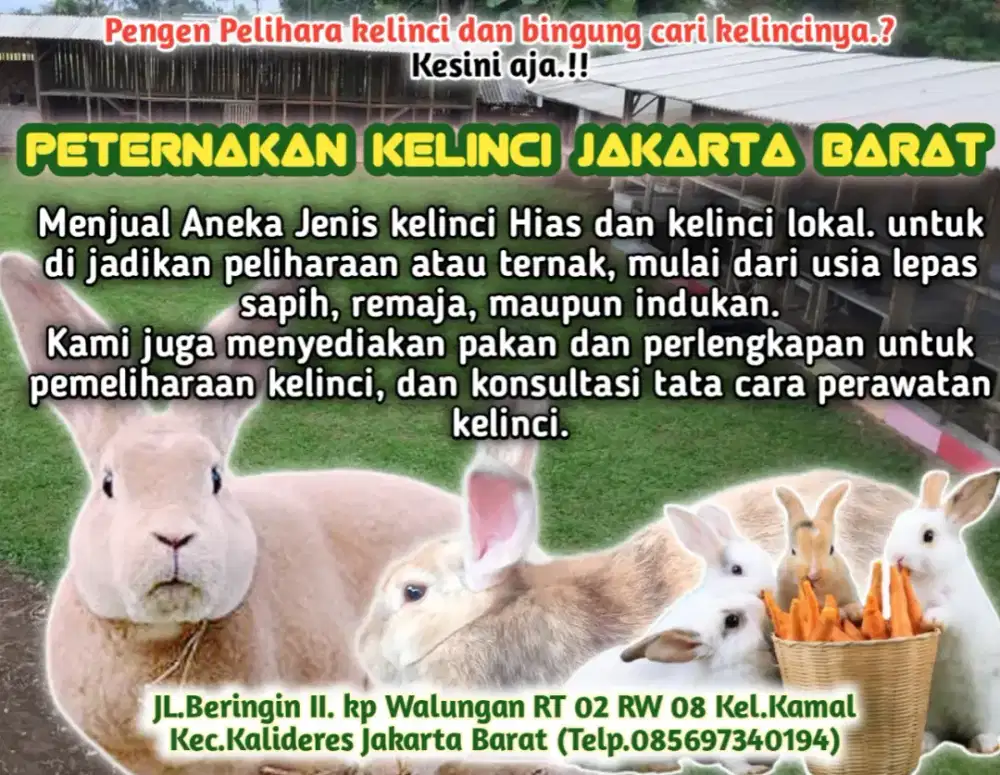 Kelinci rex. Lepas sapih,remaja dan indukan