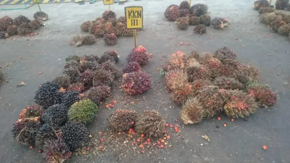 Lowongan Kerja Sortasi Pabrik Sawit