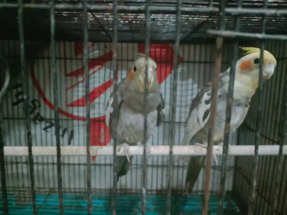 Burung parkit Australia umur 5,5 bulan sepasang