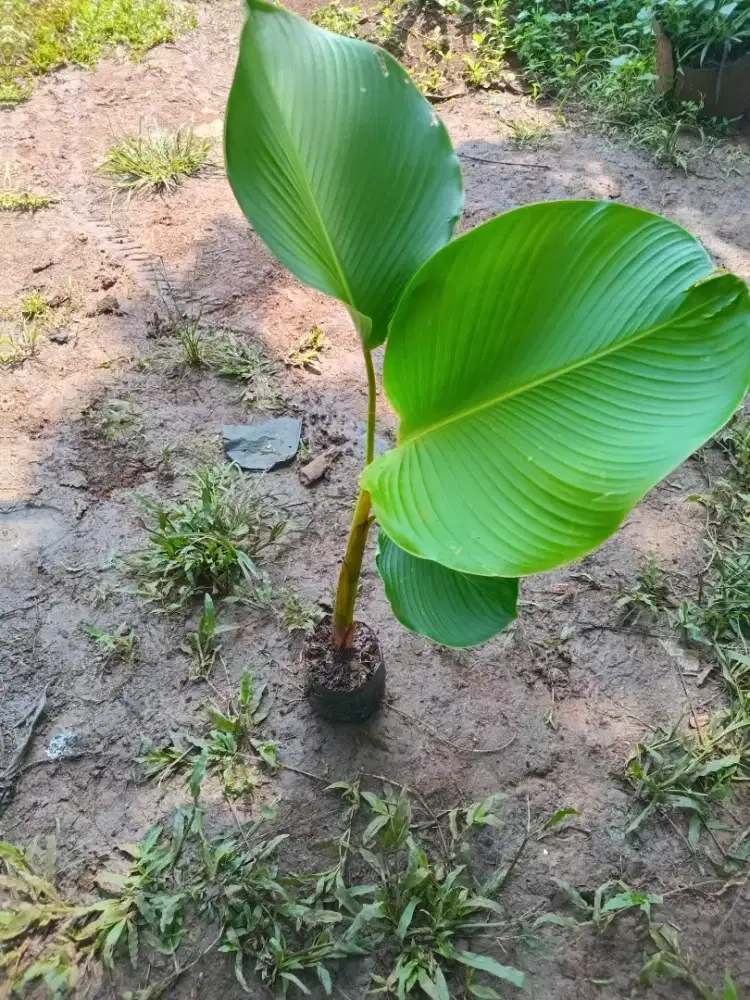 Tanaman Hias Pisang Calathea