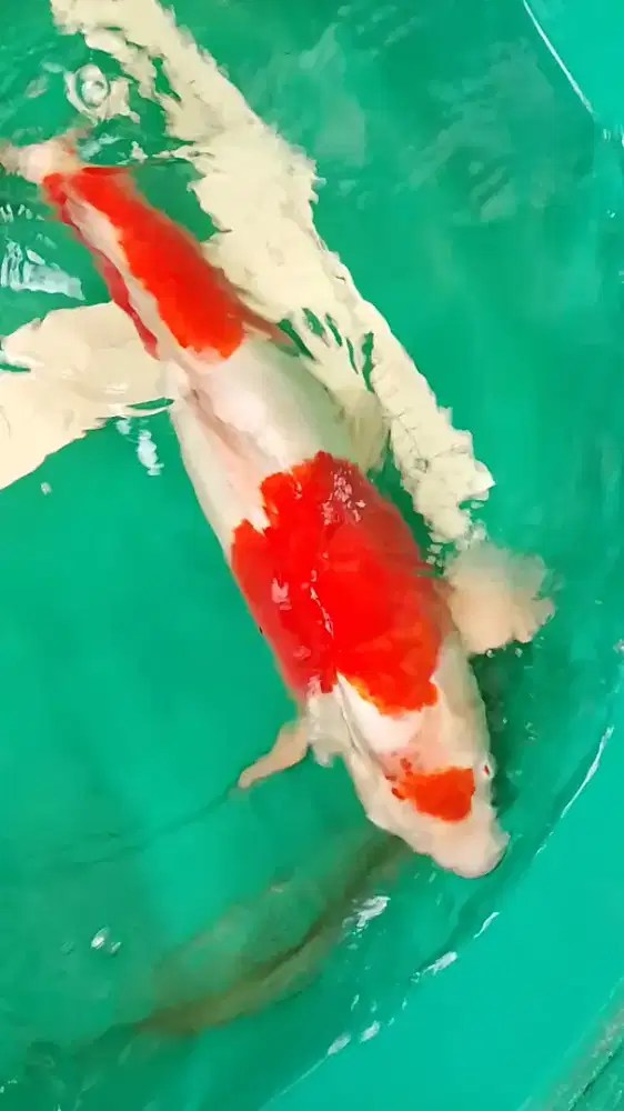 Ikan koi jenis Kikushui Doitsu 43cm