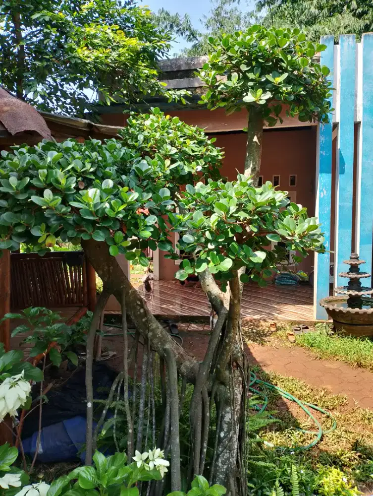 Bonsai beringin korea siap di antar