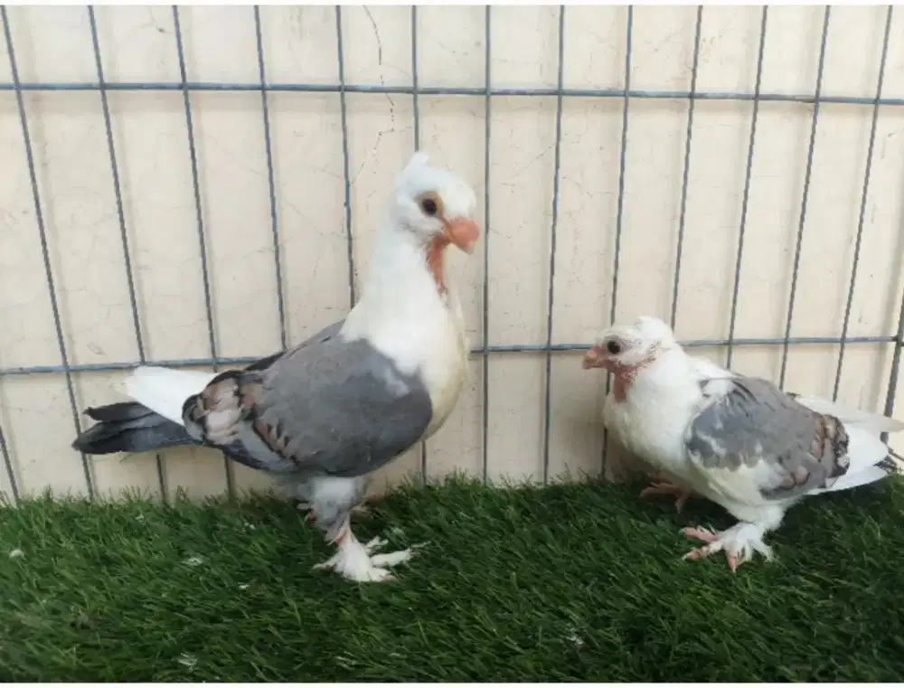 Merpati Hias Cof Bluenet Sepasang Remajaan.