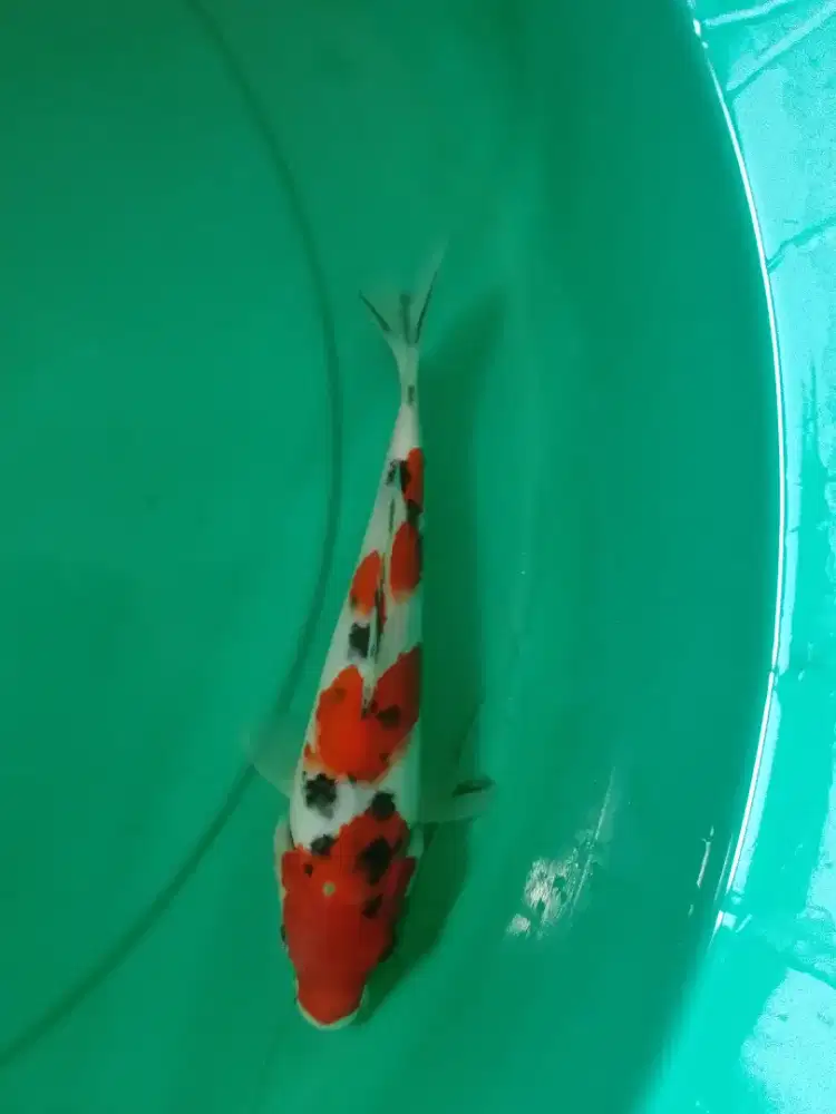 Ikan koi jenis Sanke 24cm