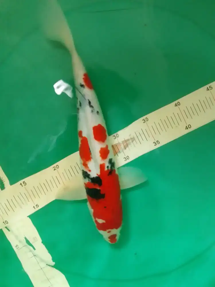 Ikan koi jenis Sanke 36cm HQ