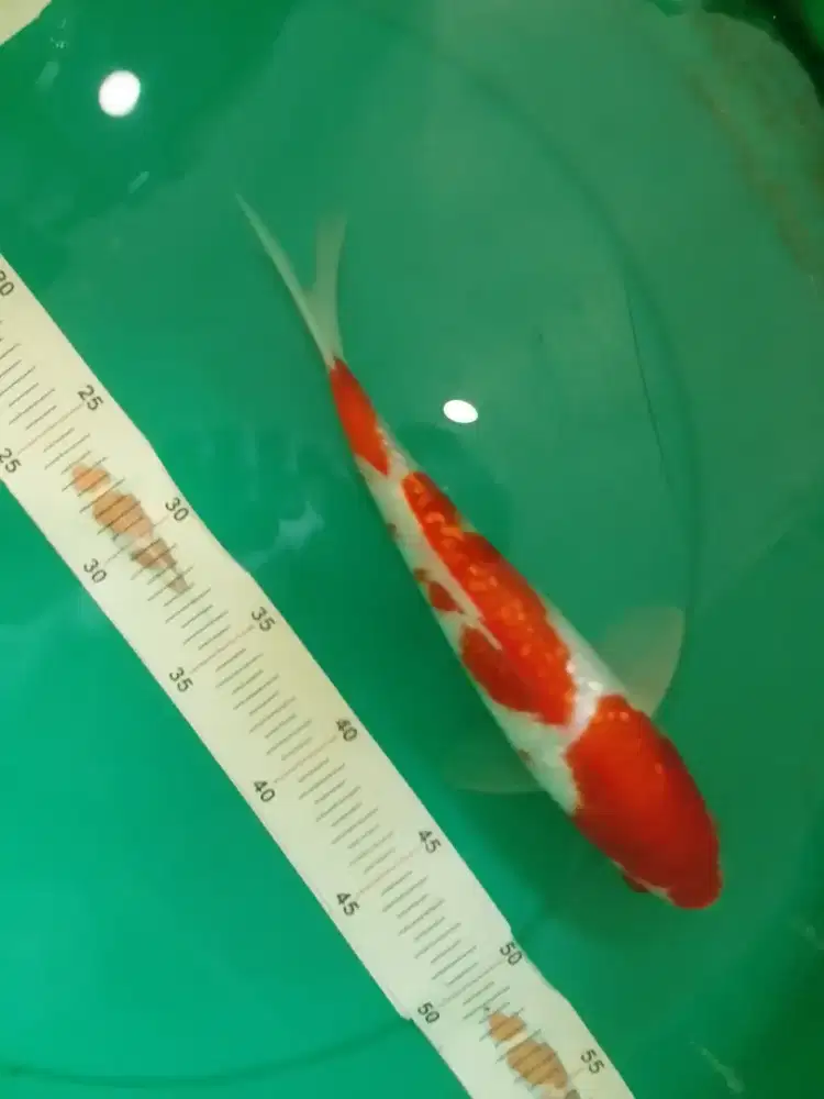 Ikan koi jenis Kohaku Ginrin 30cm HQ