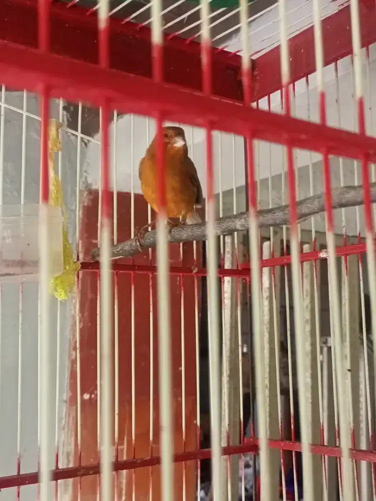 Kenari AF Gacor Red Sinking